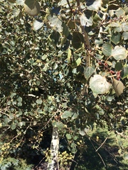 Populus