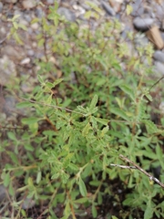 Lippia graveolens