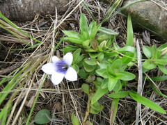 Craterocapsa tarsodes
