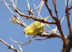 Zosterops virens virens