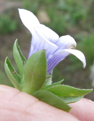 Craterocapsa tarsodes