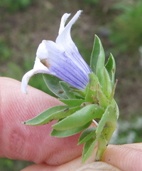 Craterocapsa tarsodes