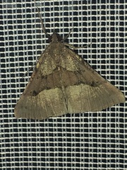 Hypena edictalis