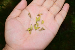 Carpinus turczaninovii