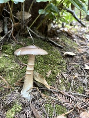 Amanita porphyria