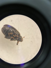 Orchestes fagi