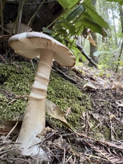 Amanita porphyria