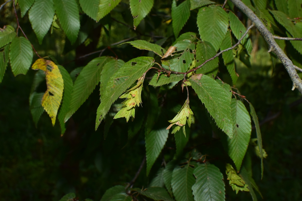Carpinus polyneura