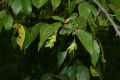 Carpinus turczaninovii