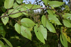 Carpinus turczaninovii