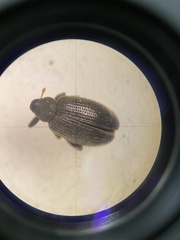 Orchestes fagi
