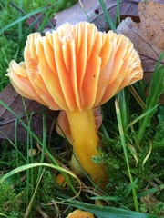 Hygrocybe quieta
