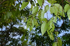 Carpinus turczaninovii