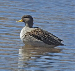 Anas flavirostris oxyptera