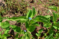 Commelina benghalensis