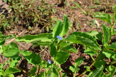 Commelina benghalensis