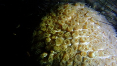 Montastraea cavernosa