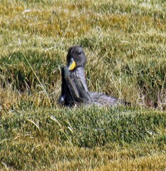 Anas flavirostris oxyptera