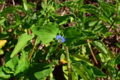 Commelina benghalensis
