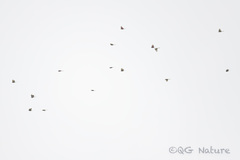 Pericrocotus ethologus