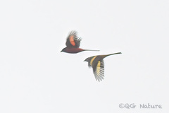 Pericrocotus ethologus