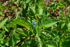 Commelina benghalensis