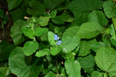 Commelina benghalensis
