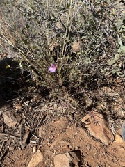 Penstemon caespitosus