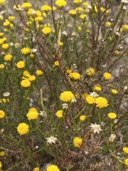 Chrysocoma coma-aurea