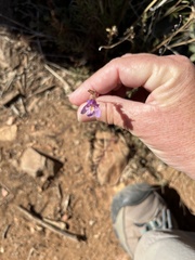 Penstemon caespitosus