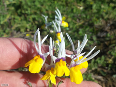 Nemesia cheiranthus