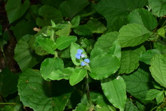 Commelina benghalensis