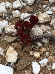 Crassula pyramidalis