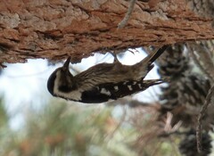 Yungipicus canicapillus