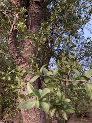 Elaeodendron transvaalense