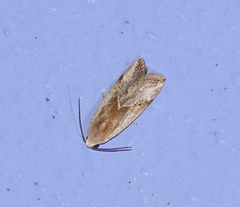 Micrathetis