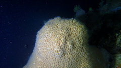 Montastraea cavernosa