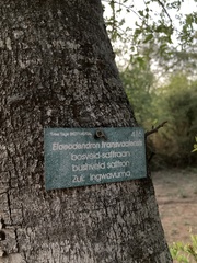 Elaeodendron transvaalense