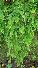 Selaginella