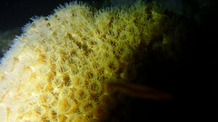 Montastraea cavernosa