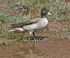 Anas flavirostris oxyptera