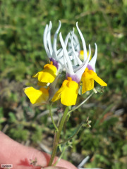 Nemesia cheiranthus