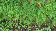 Selaginella