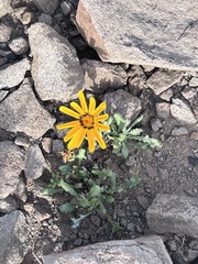 Gazania lichtensteinii