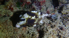 Lactophrys bicaudalis