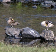 Anas flavirostris oxyptera