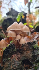 Mycena