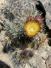 Austrocactus coxii