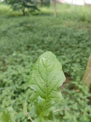 Youngia