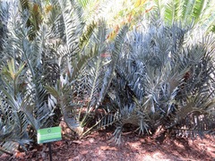 Encephalartos trispinosus